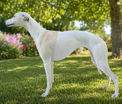 Étalon Whippet - Rose alice Des Vives Etoiles D’Argent
