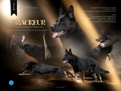 Étalon Berger Allemand - Trackeur Des Legendes D'Hirjasko
