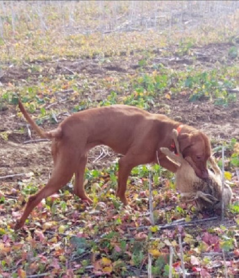 Étalon Braque hongrois à poil court (Vizsla) - Noisette Des Bois Du Morbras