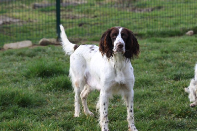 Étalon Epagneul Français - Roxane des Diamants Verts