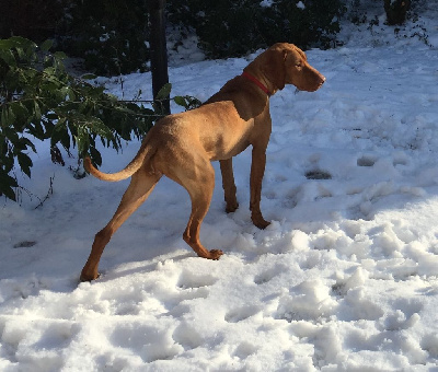 Étalon Braque hongrois à poil court (Vizsla) - Noisette Des Bois Du Morbras