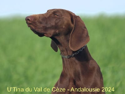 Étalon Braque allemand à poil court - U'tina Du val de cèze