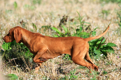 Étalon Braque hongrois à poil court (Vizsla) - TR. Noisette Des Bois Du Morbras