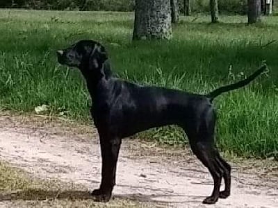 Étalon Braque allemand à poil court - U'spritz du Clos de Reve d'Or