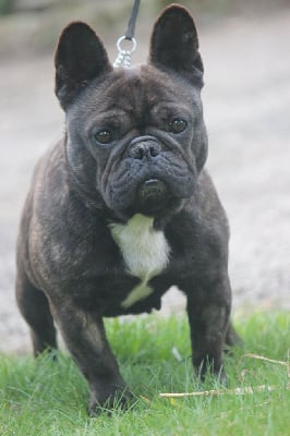 Étalon Bouledogue français - S'meralda Des Bould'Anges De Gwenpat