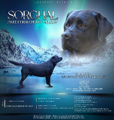 Étalon Labrador Retriever - CH. Sorghal Sweet Braveheart Mélody