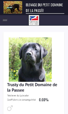 Étalon Labrador Retriever - Trusty Du Petit Domaine De La Passee