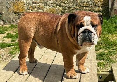 Étalon Bulldog Anglais - The great god thor Du Royaume De Layena