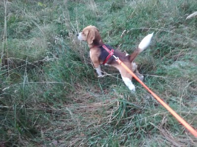 Étalon Beagle - Némo du velay gevaudan