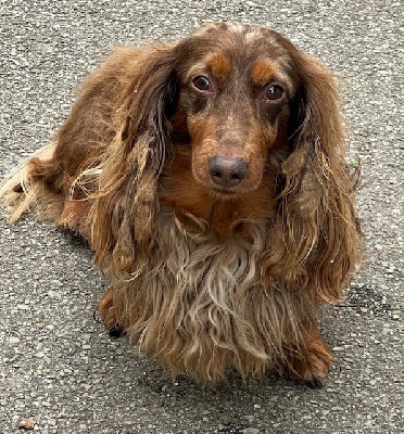 Étalon Teckel poil long - Naston Du Mont Réguet