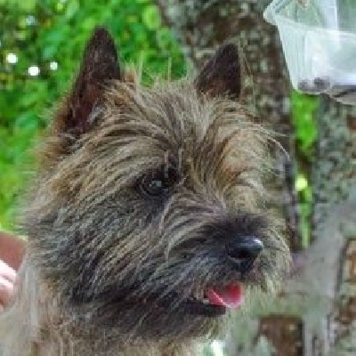 Étalon Cairn Terrier - (Sans Affixe) Tuber heart of earth du domaine des roses