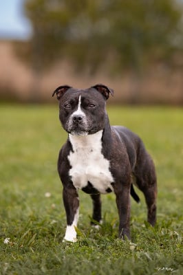 Étalon Staffordshire Bull Terrier - Prince pongo The Black Of Mila