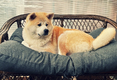 Étalon Akita - U'mitsuha Kitsune No Koji 