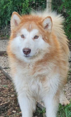 Étalon Alaskan Malamute - Skyler of the Nordic Dream