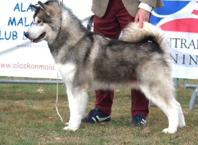 Étalon Alaskan Malamute - Travel to dreamy land de laouen ki