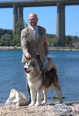 Étalon Alaskan Malamute - CH. Stay under my shade de laouen ki