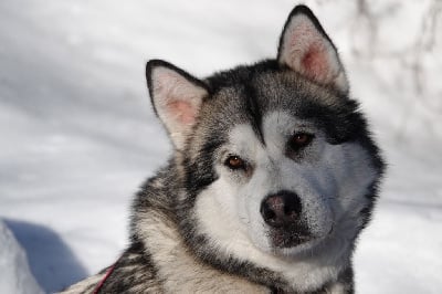 Étalon Alaskan Malamute - Tornade From White Mountain Lapland