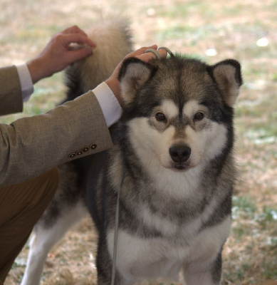 Étalon Alaskan Malamute - Summertime serenade de laouen ki