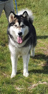 Étalon Alaskan Malamute - CH. Aurora (Sans Affixe)