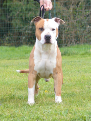 Étalon American Staffordshire Terrier - Orion of Woodcastle's Dogs
