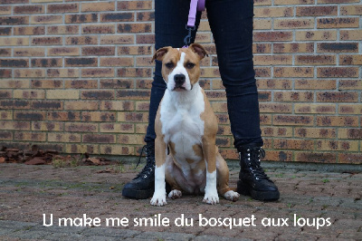 Étalon American Staffordshire Terrier - U make me smille Du Bosquet Aux Loups