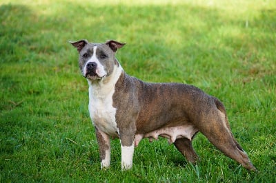 Étalon American Staffordshire Terrier - Reseda Forgiveness American Dog