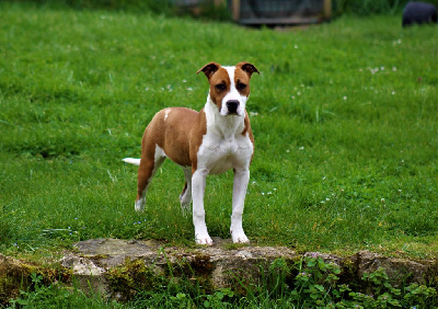 Étalon American Staffordshire Terrier - Une seconde chance De La Terre Des Bulls