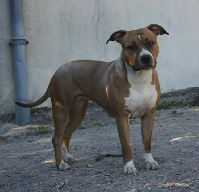 Étalon American Staffordshire Terrier - More courage to fight Kingdom Of Treasures