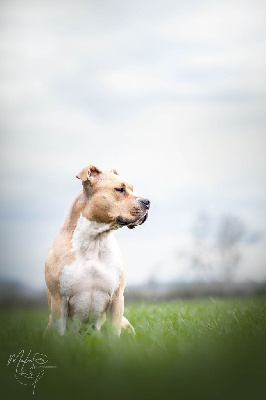 Étalon American Staffordshire Terrier - Légitime Démence Oona off the hook