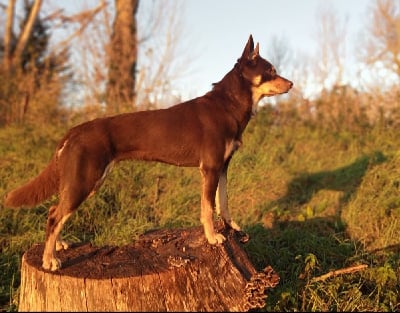 Étalon Australian Kelpie - Brownie baccarat (Sans Affixe)