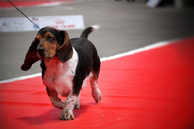 Étalon Basset Hound - Red shining des Cotes de la Saunade