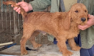 Étalon Basset fauve de Bretagne - Tabou du Domaine D'Asgard