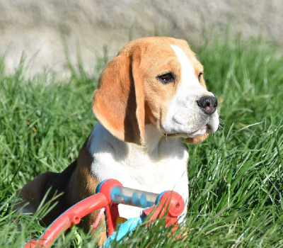 Étalon Beagle - Ultime de la vallée du grand loup