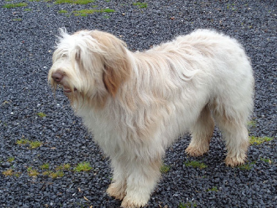 Étalon Bearded Collie - Un chocolat a dream of Bear'd