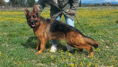 Étalon Berger Allemand - Sophia de l'albanais