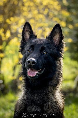 Ukydoc Des Abîmes Ardents