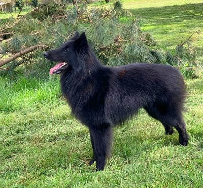 image de Talwar black