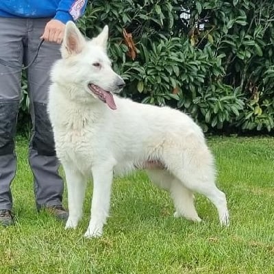 Étalon Berger Blanc Suisse - Tess des hirondelles du voyage