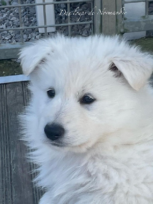 Valkyrie fever Des Loups De Normandie