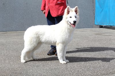 Étalon Berger Blanc Suisse - Union jack du domaine de la patte blanche