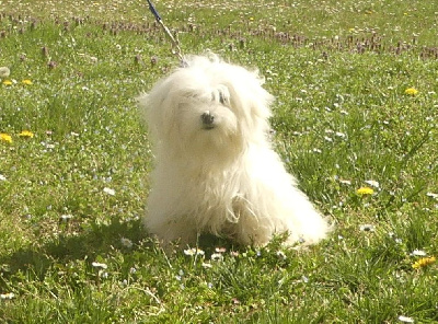 Étalon Bichon maltais - Tirana du Domaine des Ecorces