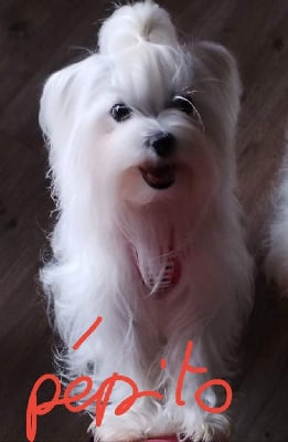 Pepito (Sans Affixe)