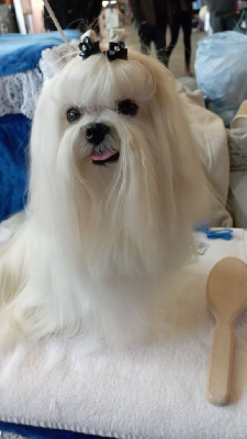 Étalon Bichon maltais - Sultan du domaine de l'Aristochien