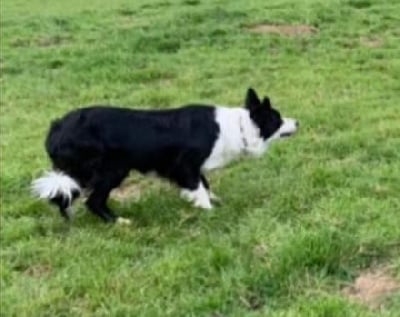 Étalon Border Collie - Olla (Sans Affixe)