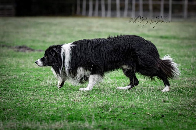 Étalon Border Collie - L'sirius black Titre Initial