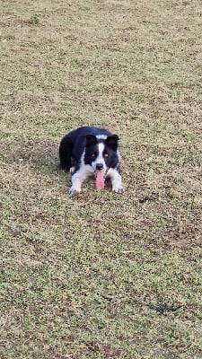 Étalon Border Collie - Snoopy (Sans Affixe)