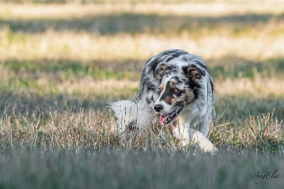 Étalon Border Collie - Thémis des Lacs de la Cote d'Argent