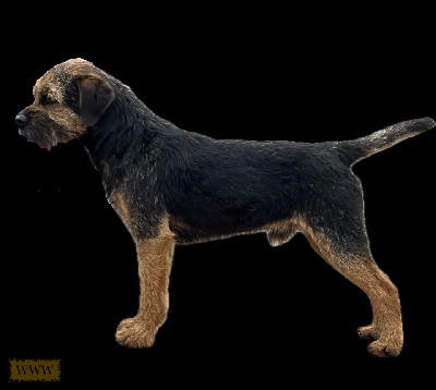 Étalon Border Terrier - Théodule De La Richardaie