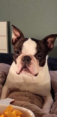 Étalon Boston Terrier - Roi 2 coeur des jardins d'Epona