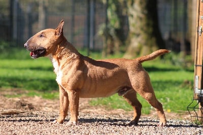 Étalon Bull Terrier Miniature - Tareco demonio of pegobull's